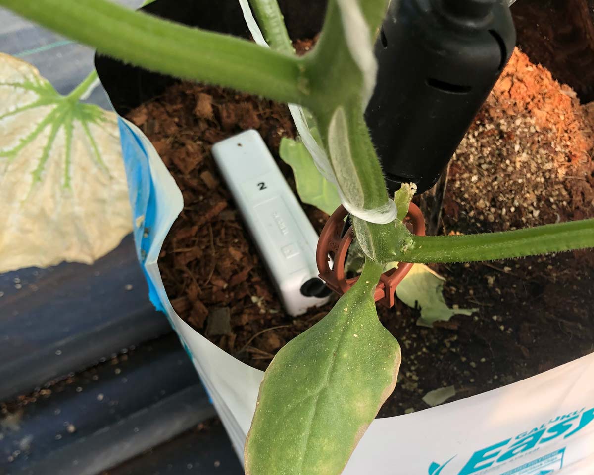 monitoring cucumbers growing in coir