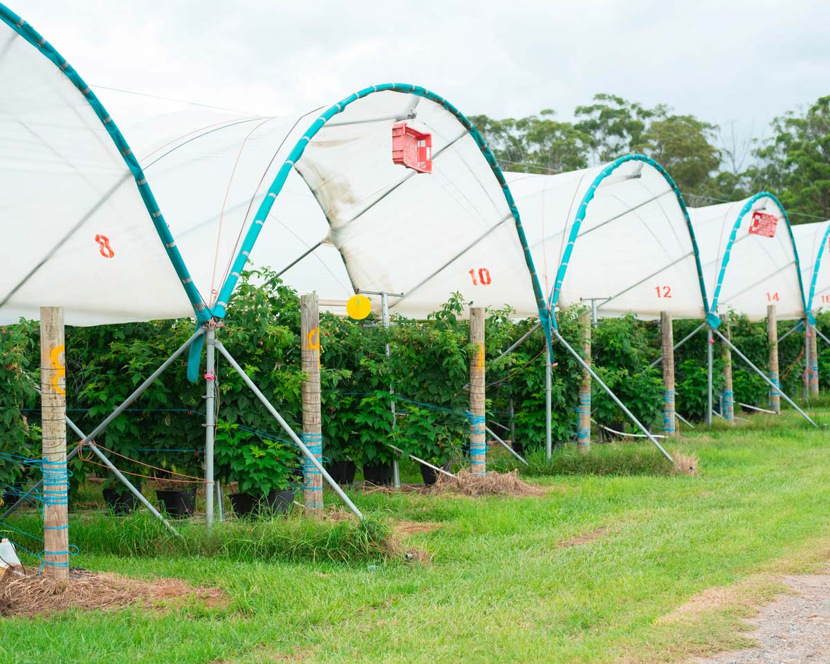 Raspberries Growing in coir substrate in tunnels