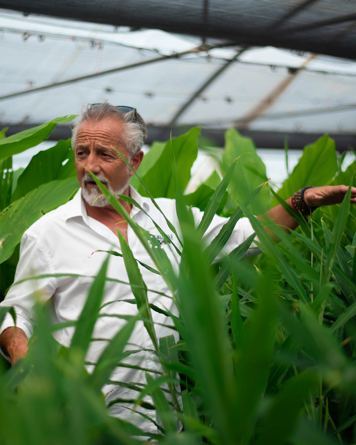 Galuku team member, Andrew, standing among hydroponic ginger and turmeric crops