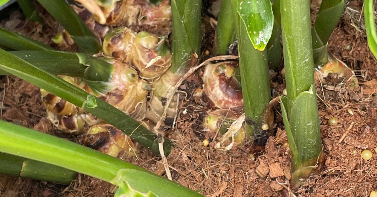 Ginger Farming Soilless Ginger Cultivation Galuku