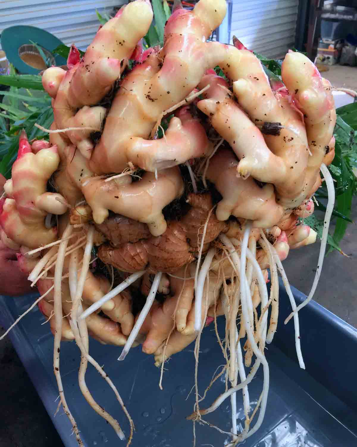 Ginger roots under development in Queensland, Australia