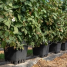 hydroponic blackberry farming in coir substrate in pots