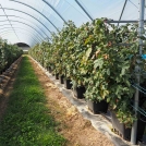 hydroponic blackberry farming in coir substrate in pots