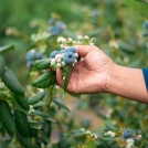 Blueberries grown in Coffs Harbour, Australia