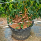 Blueberries growing in coir substrate pots in Coffs Harbour, Australia