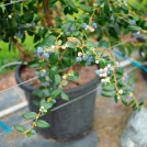 Blueberries growing hydroponically in pots and coir substrate