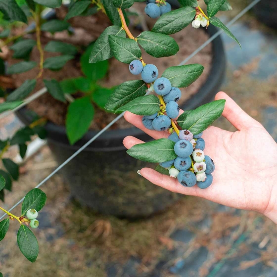 Blueberries grown in Coffs Harbour, Australia
