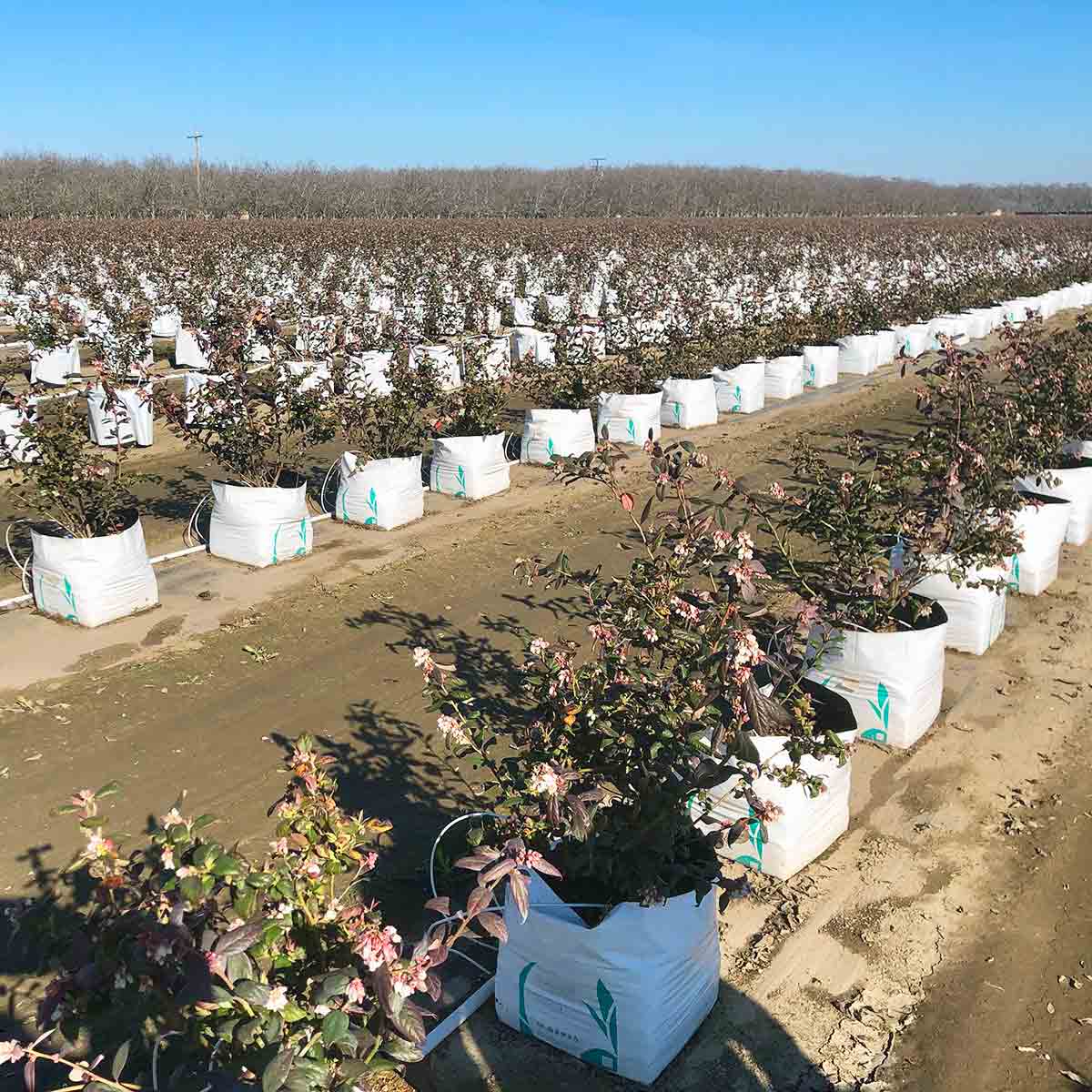 blueberries growing in California