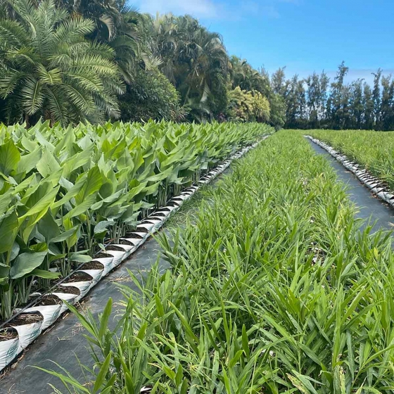 Turmeric and Ginger growing in Easyfil PlanterBags Hawaii