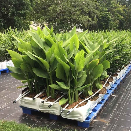 Turmeric Growing in Easyfil Ginger Bags, Australia