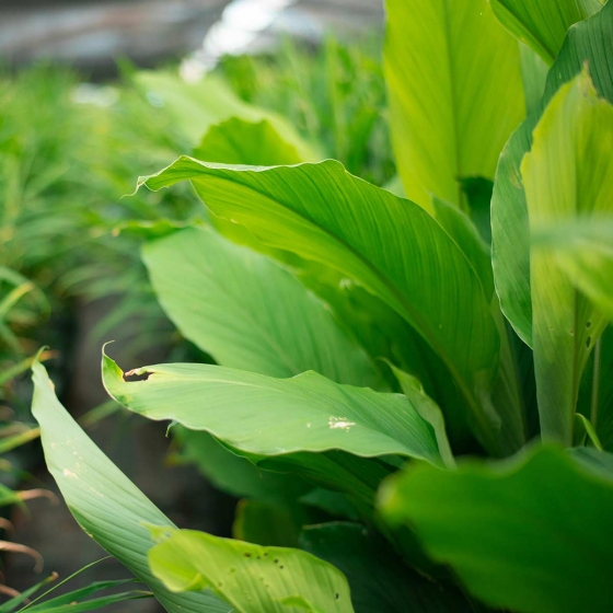 Turmeric leaves grown in coir, Australia