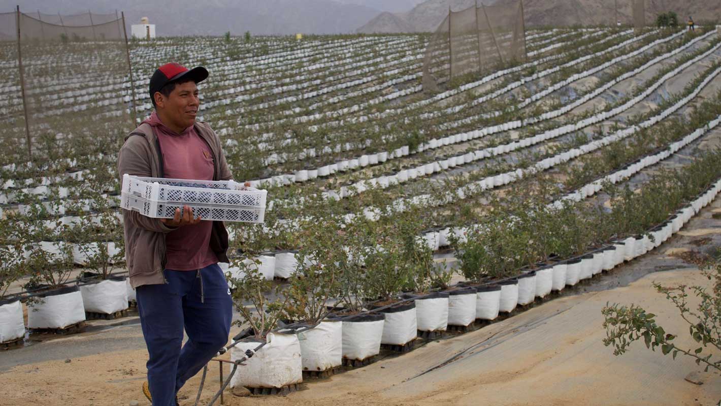 Blueberries harvested Peru