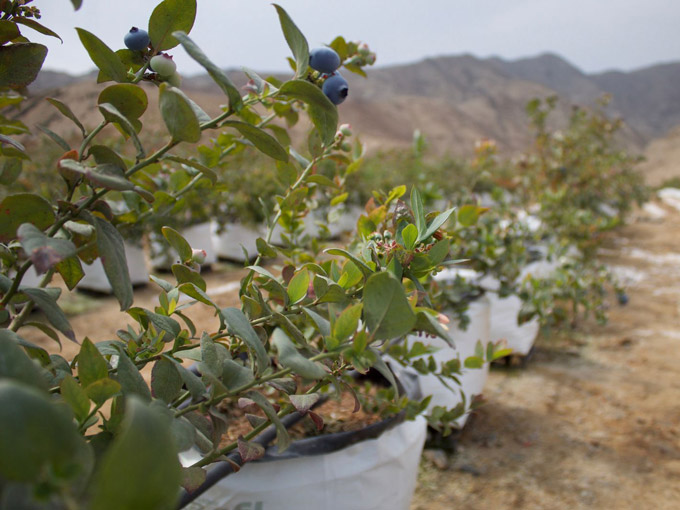 Blueberries growing in coir Peru