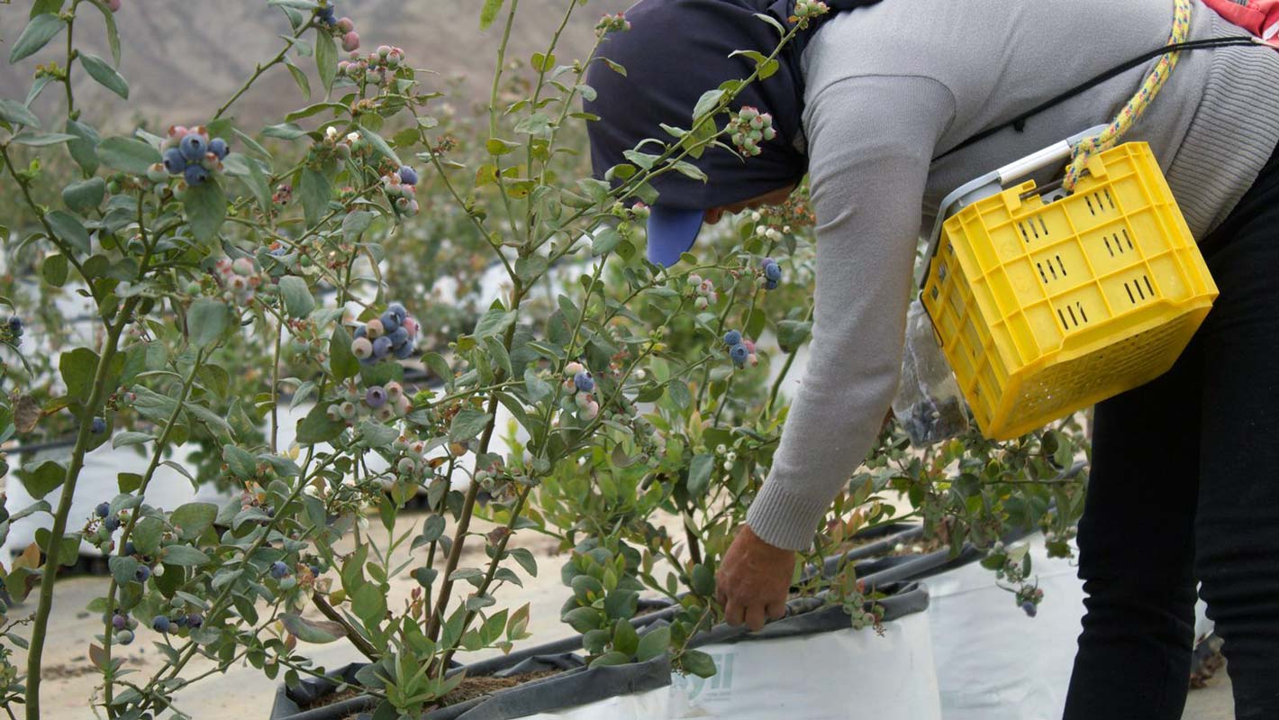 Harvesting blueberries Peru