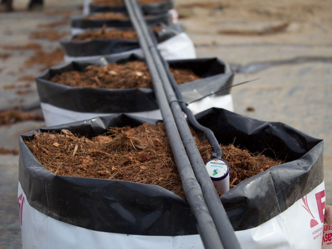 Hydroponic coir setup in Galuku Easyfil PlanterBags