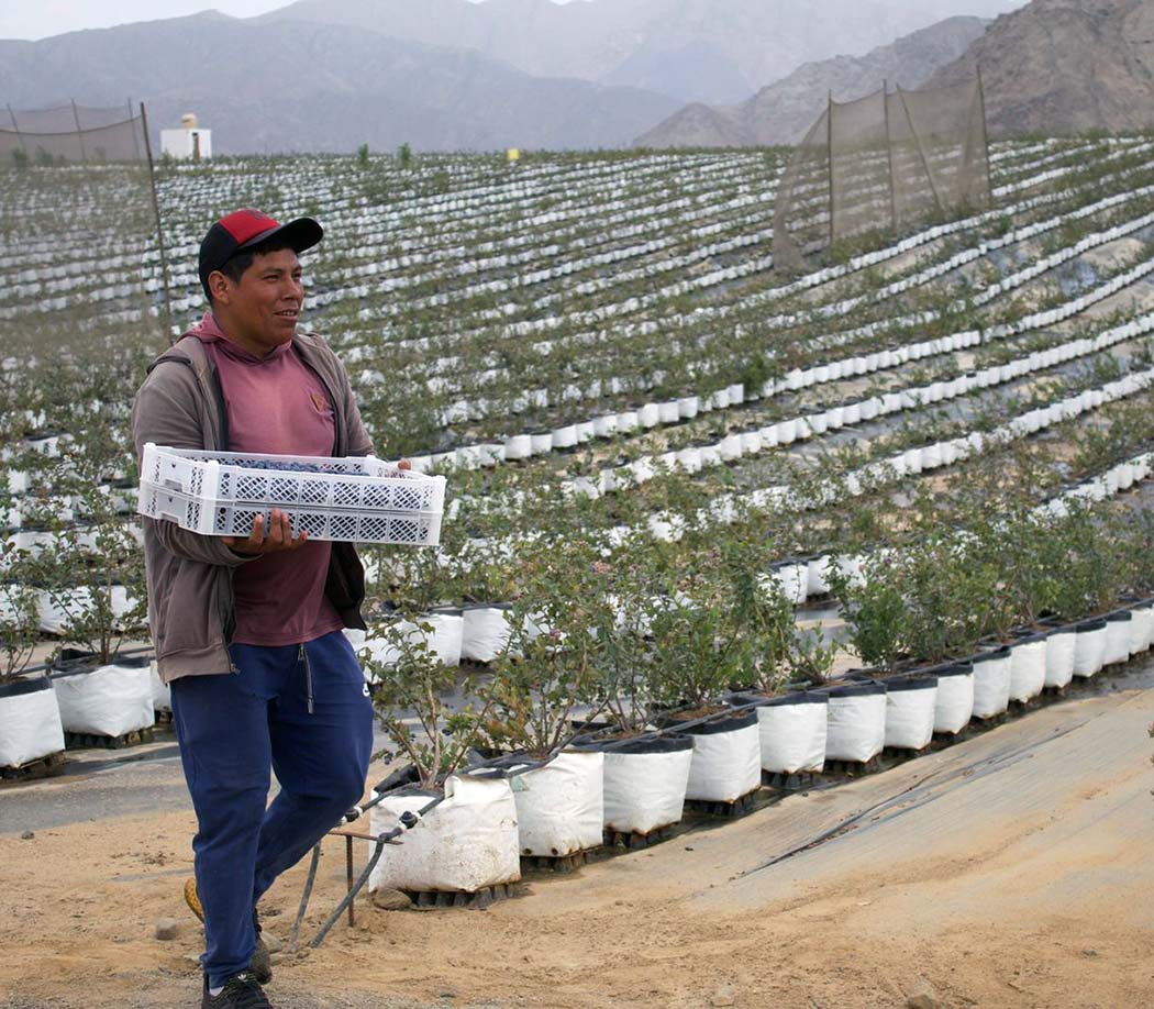 Blueberry Farming Peru