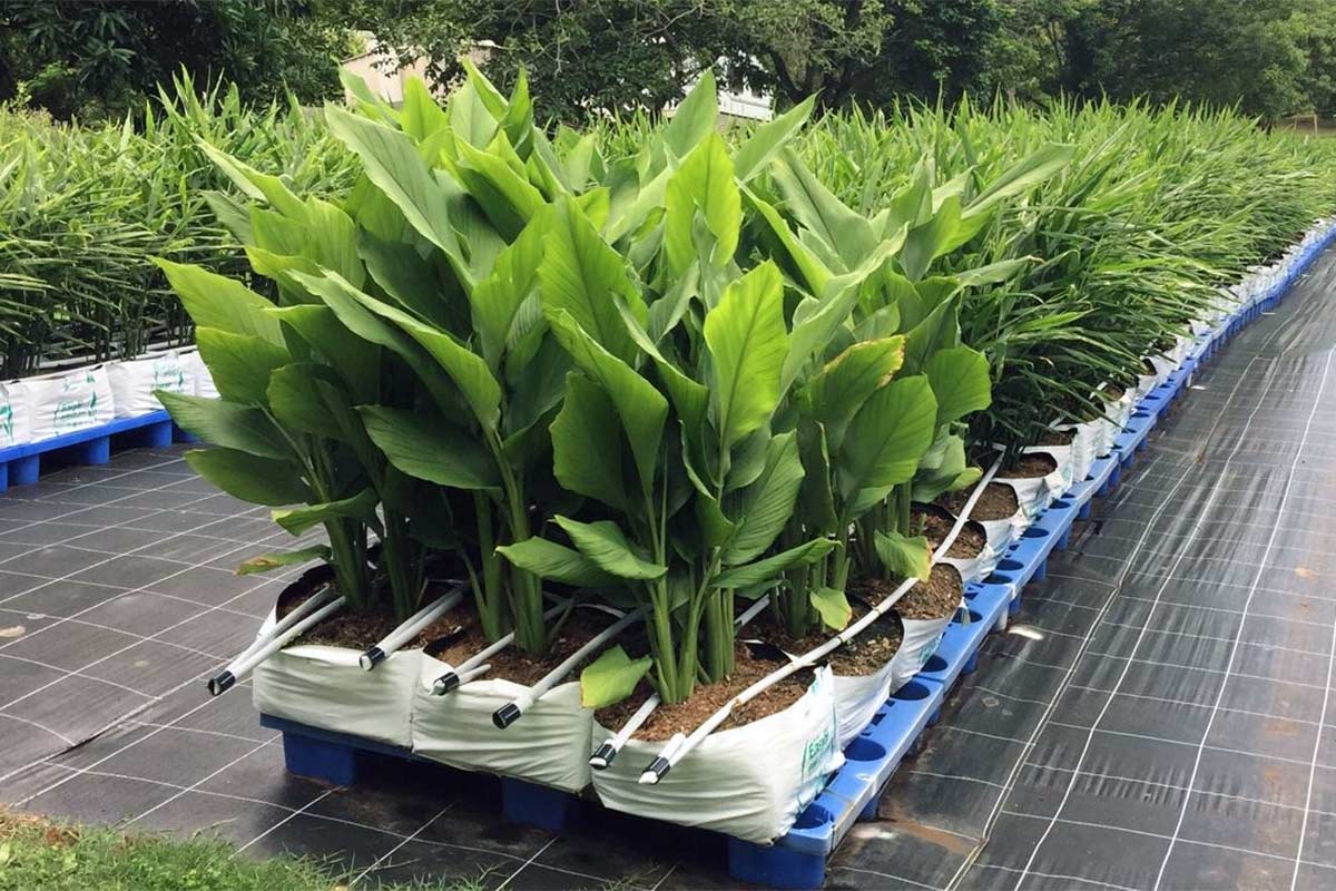 turmeric-growing-in-coir