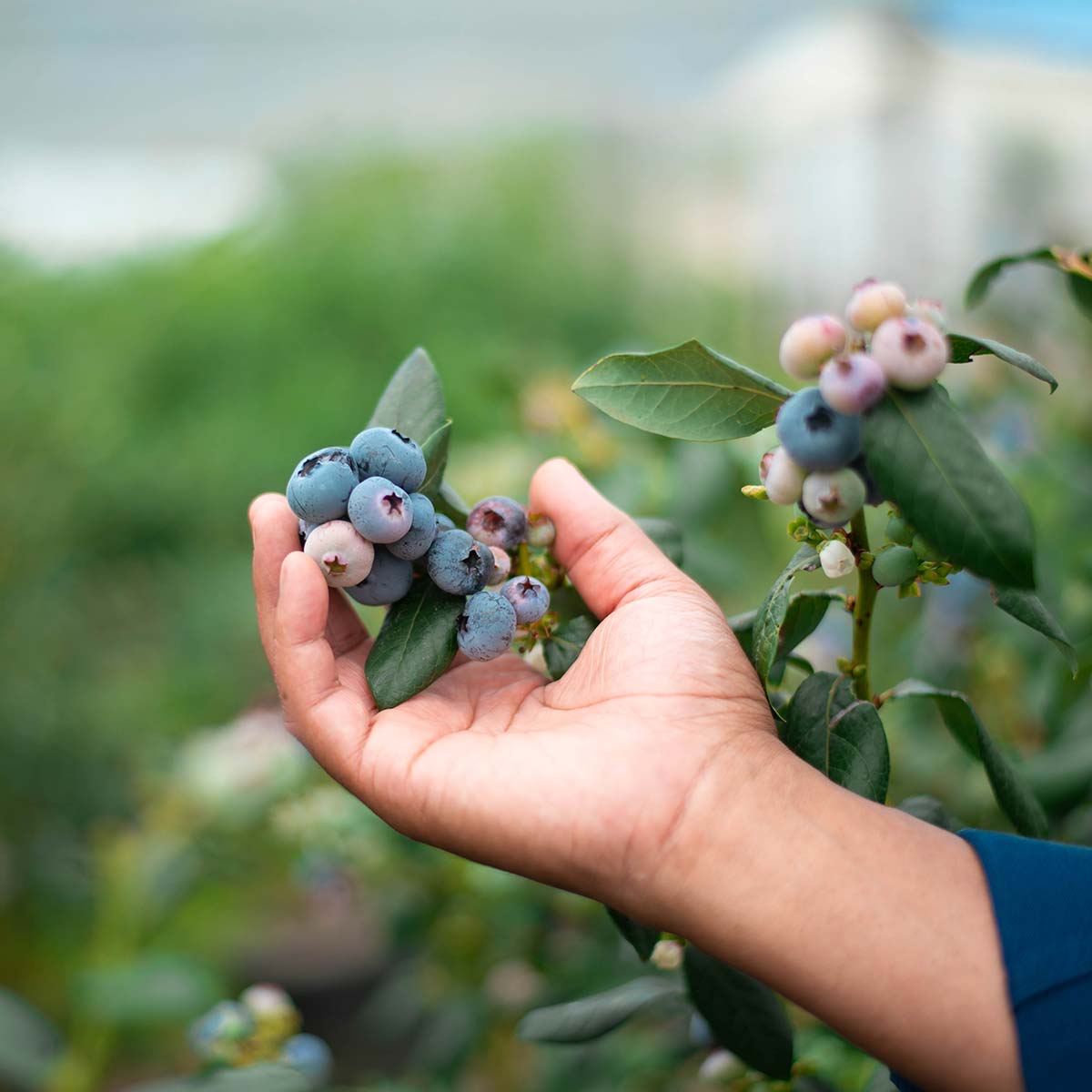 Blueberries grown hydroponically in cocopeat