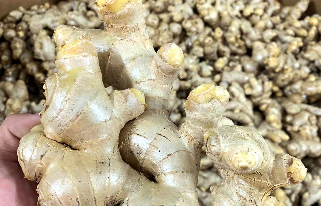 Ginger Growing Guide - Coir Crop Technologies