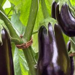 Top Tips for Growing Eggplants Commercially