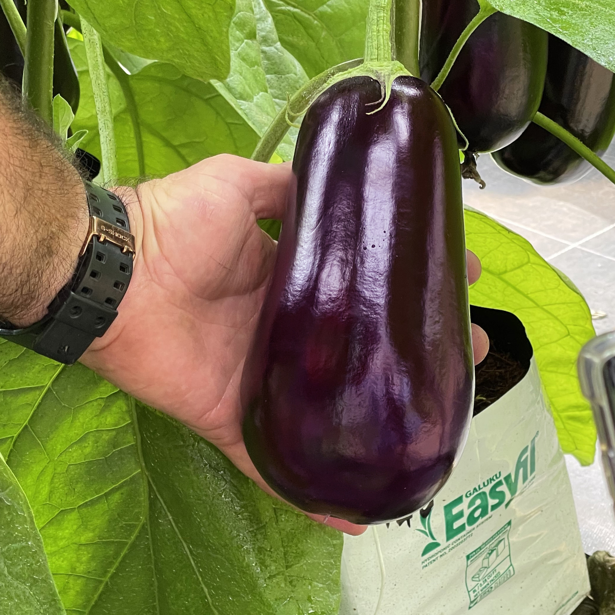 eggplants