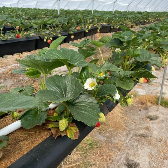 Hi-Grow strawberries