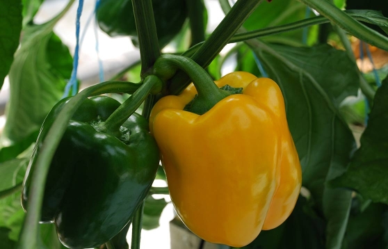 Bell Peppers Grown in Coco Coir