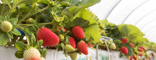 strawberries growing in coir