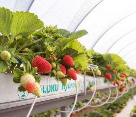 Top Tips for Growing Strawberries Commercially