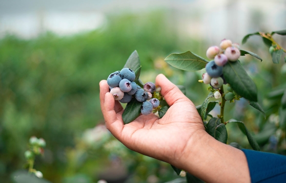 Blueberries grown in Coir Substrate