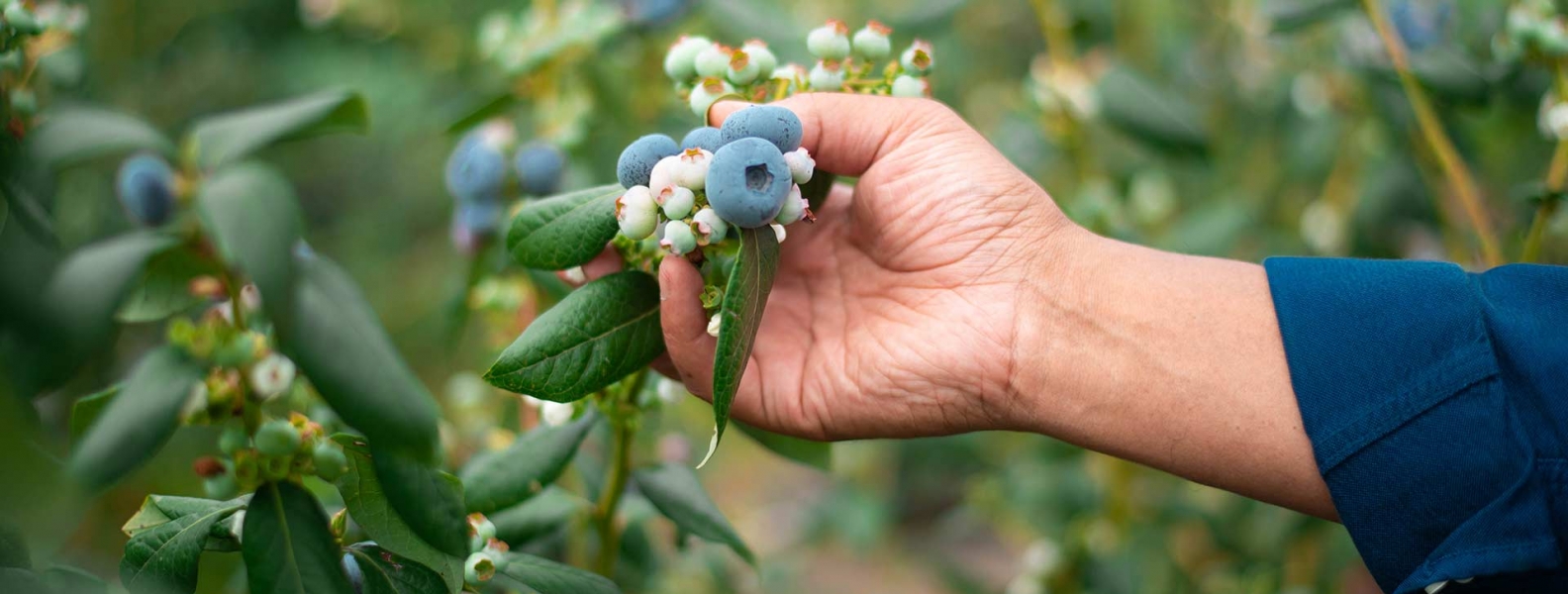 Should You Grow Blueberries In 100% Coir Substrate?