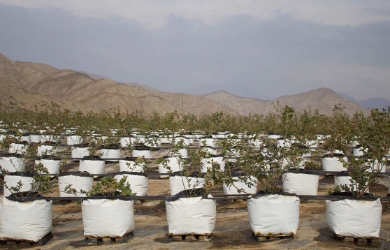 Blueberry Farming in Easyfil Open Top Planter Bags