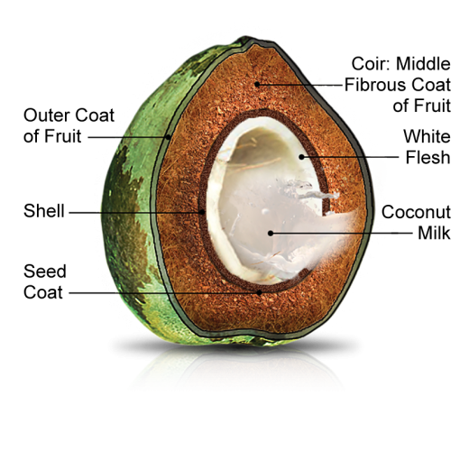 where does cocopeat come from?