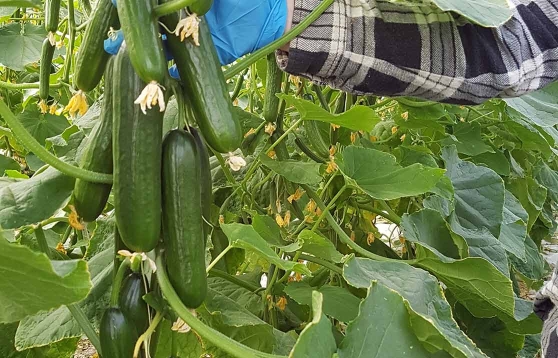 Hydroponic Cucumber Farming in Coco Coir