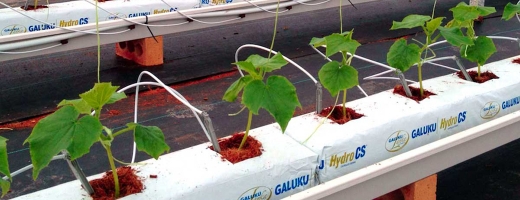 cucumbers in cocopeat