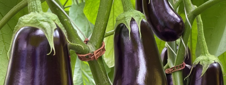 Top Tips for Growing Eggplants Commercially Top Tips for Growing Eggplants Commercially
