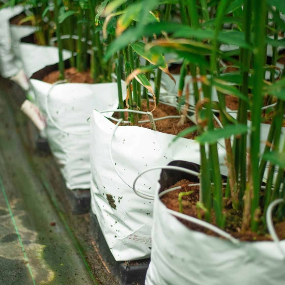 Ginger growing in coir substrate