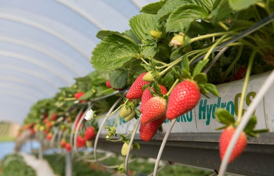 Strawberries growing in galuku coco coir hydroponic grow bags