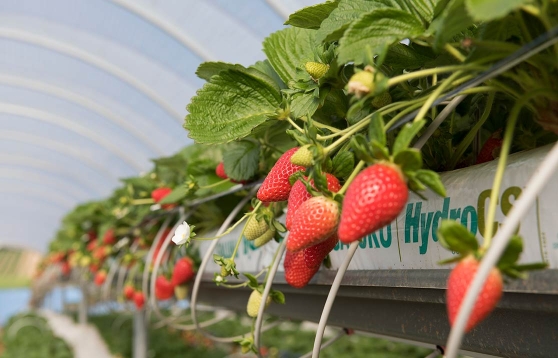 Sustrato de Fibra de Coco para Hidroponía - Danuta Farms